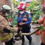 Istimewa - Petugas Sudin Gulkarmat Jakarta Timur mengevakuasi ular python di kediaman warga Jakarta Timur