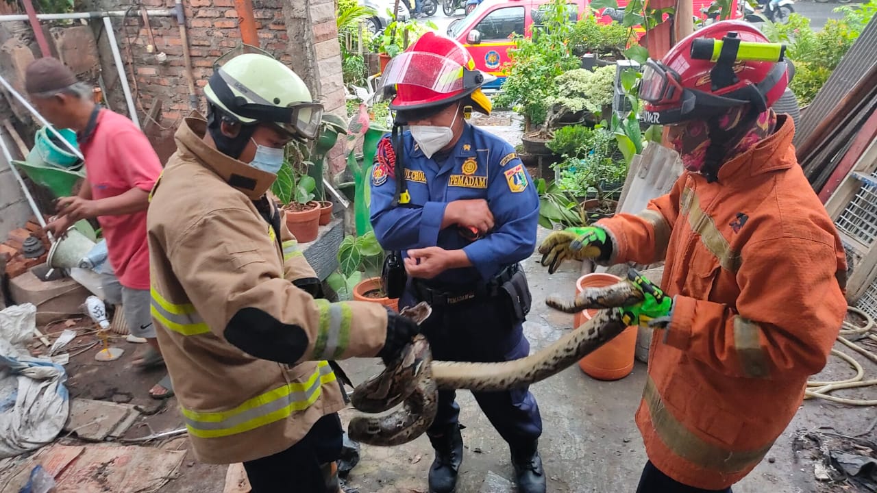 Istimewa - Petugas Sudin Gulkarmat Jakarta Timur mengevakuasi ular python di kediaman warga Jakarta Timur