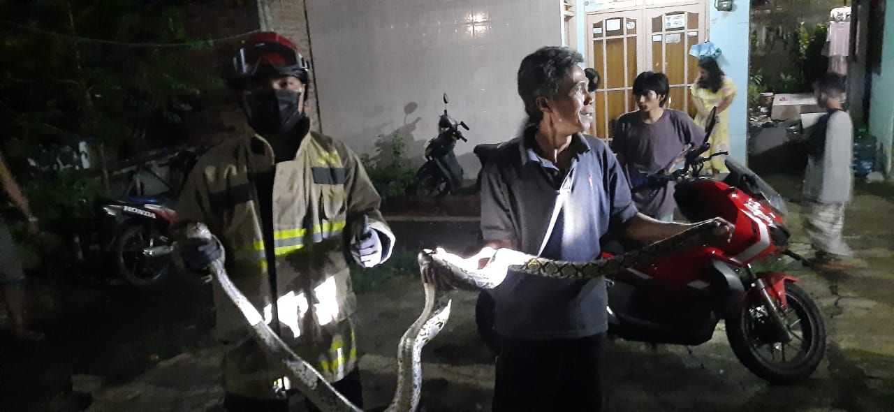 Damkar amankan ular sepanjang 3-4 meter yang sembunyi di loteng rumah warga di Jakarta Timur.