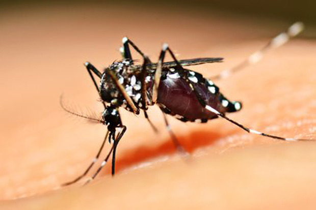 Penyakit demam berdarah dengue menebar ancaman kematian. Foto: FK Unair