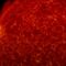 Capture dari Solar Dynamics Observatory NASA ini menunjukkan suar matahari kelas X1 yang meletus dari bintik matahari pada 28 Oktober 2021. Foto: NASA/SDO dan tim sains AIA, EVE, dan HMI