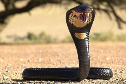 TKc3V7f4izbKxZ2tUDfeT7 970 80