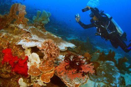Sail Tidore