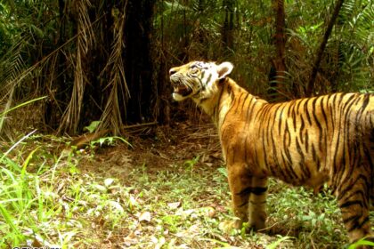 Harimau Sumatera