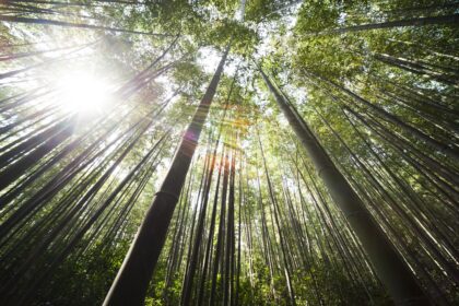 Hutan Bambu