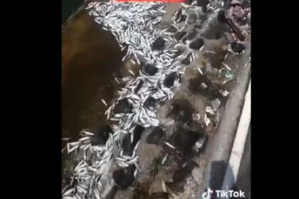 ikan naik ke daratan