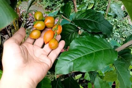 kacang amazone