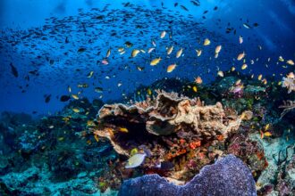 Taman laut Raja Ampat di Papua Barat merupakan salah satu penyumbang terbesar keanekaragaman hayati Indonesia,