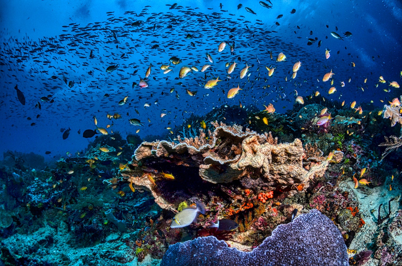 Indonesia Kaya Potensi Bahan Alam Dari Biota Laut Dan Tumbuhan – Ipol.id