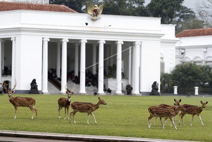 rusa totol istana bogor