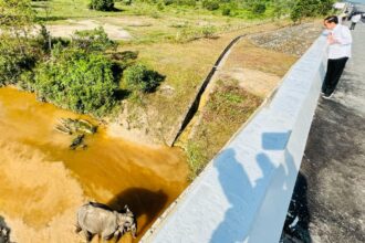 Flyover perlintasan Gajah Sumatera