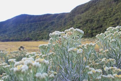 Bunga Edelweiss