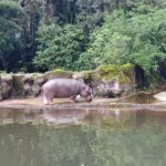 Libur Isra Miraj 1444 H pada Sabtu (18/2) dan Minggu (19/2), Taman Safari, Bogor, Jawa Barat, diserbu para pengunjung. Pengunjung dapat menikmati hiburan Safari Adventure, Giant Panda hingga menyaksikan aksi Cowboy Show di lokasi. Foto: Joesvicar Iqbal/ipol.id