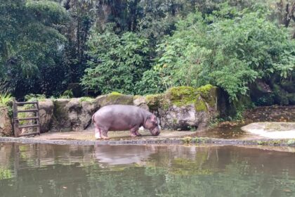 Libur Isra Miraj 1444 H pada Sabtu (18/2) dan Minggu (19/2), Taman Safari, Bogor, Jawa Barat, diserbu para pengunjung. Pengunjung dapat menikmati hiburan Safari Adventure, Giant Panda hingga menyaksikan aksi Cowboy Show di lokasi. Foto: Joesvicar Iqbal/ipol.id
