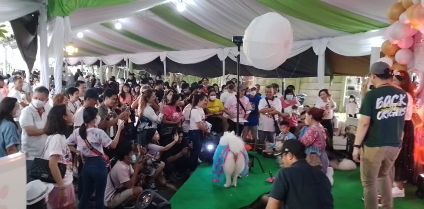 Hari ulang tahun ke-2 seekor anjing bernama Arken Malamute di halaman Apatemen Airium, Taman Permata Buana, Jakarta Barat, Minggu (26/2) berlangsung meriah.