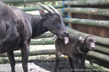 anoa Raden