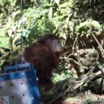 pelepasliaran orangutan