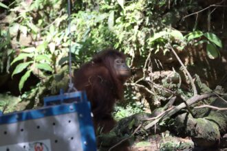 pelepasliaran orangutan