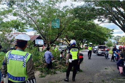 pohon tumbang