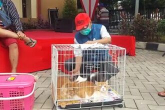 Petugas (dokter hewan) Sudin KPKP melakukan vaksinasi terhadap hewan peliharaan milik warga di Jakarta. Foto: Dok/ipol.id