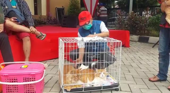 Petugas (dokter hewan) Sudin KPKP melakukan vaksinasi terhadap hewan peliharaan milik warga di Jakarta. Foto: Dok/ipol.id