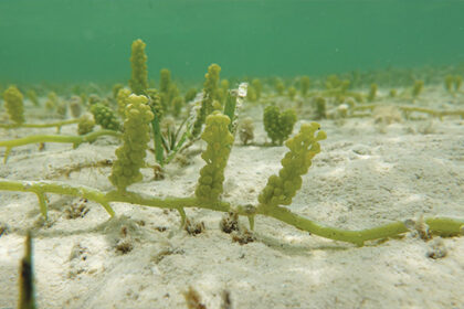 anggur laut