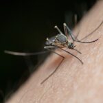Nyamuk Malaria.