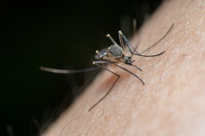 Nyamuk Malaria.