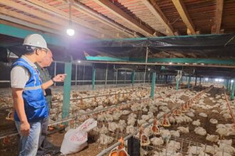 Perusahaan pembibitan ayam di Muara Enim, Sumatera Selatan, PT Vista Agung Kencana Unit 3 kini lebih produktif setelah melakukan tambah daya listrik PLN. Foto: Dok PLN.