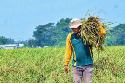 Hasil pengamatan BPS di 90 kota indeks harga konsumen (IHK), terdapat 29 kota yang telah mengalami penurunan harga beras. Adapun penurunan harga beras terdalam terjadi di Kota Mataram. Foto: Kementan