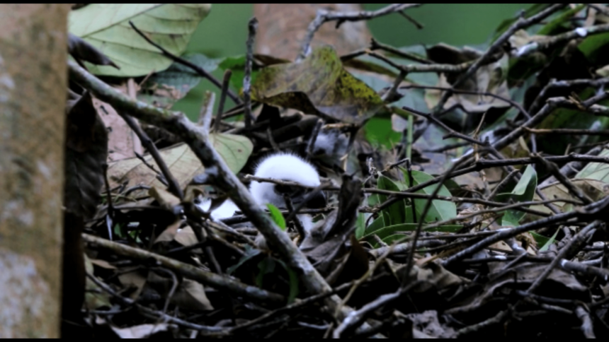 Seekor anak elang jawa yang baru terpantau lahir di TN GHS Jawa Barat.