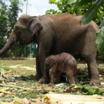 Bayi gajah yang belum diberi nama sedang bersama induknya bernama Carmen.