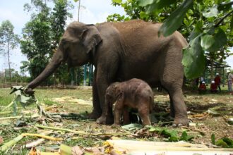Bayi gajah yang belum diberi nama sedang bersama induknya bernama Carmen.