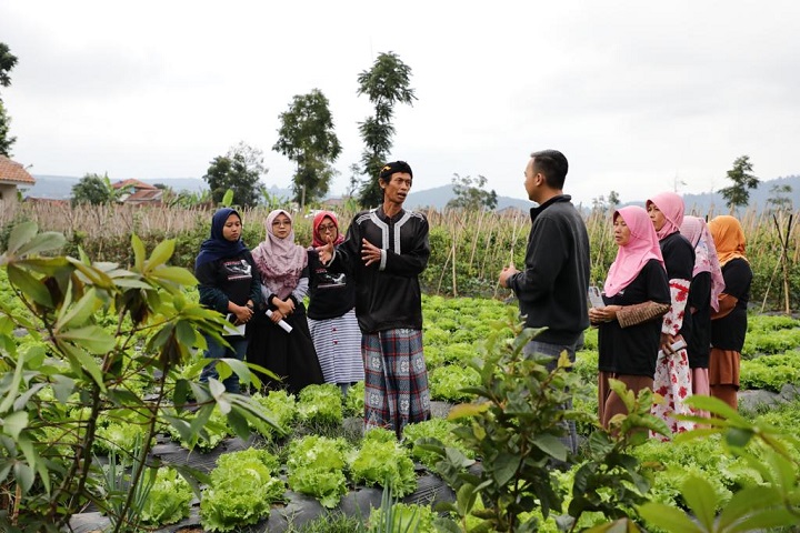 Hasil panen sayuran dari petani di Kampung Cikareumbi, Desa Cikidang, Kecamatan Lembang, Kabupaten Bandung Barat, Jawa Barat diborong Ganjar Muda Padjajaran (GMP), kemudian dijajakan dalam bazar sayuran untuk masyarakat desa setempat, Rabu (12/4). Foto: GMP