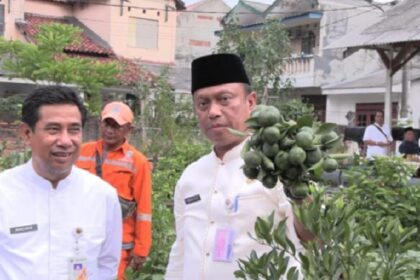 Wali Kota Jakarta Selatan, Munjirin didampingi Asisten Pemerintahan Pemkot Jakarta Selatan, Mahludin panen jeruk santang madu di Kebun Keyla, Kebayoran Lama Utara, Kebayoran Lama, Jumat (5/5). Foto: Ist