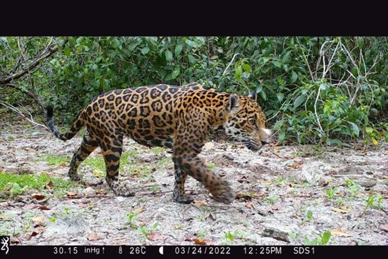 Jaguar yang ditemukan oleh Huawei Cloud dan kecerdasan buatan. Meksiko