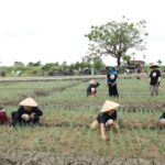 GMC Jawa Barat memberikan pendampingan, edukasi dan berbagi informasi serta wawasan untuk memajukan petani bawah merah di Desa Tawangsari, Kabupaten Cirebon, Kamis (11/5). Foto: GMC