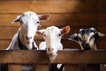 kambing