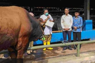 Pj Gubernur, Heru Budi Hartono saat melakukan pengecekan hewan kurban.(foto dok PPID)