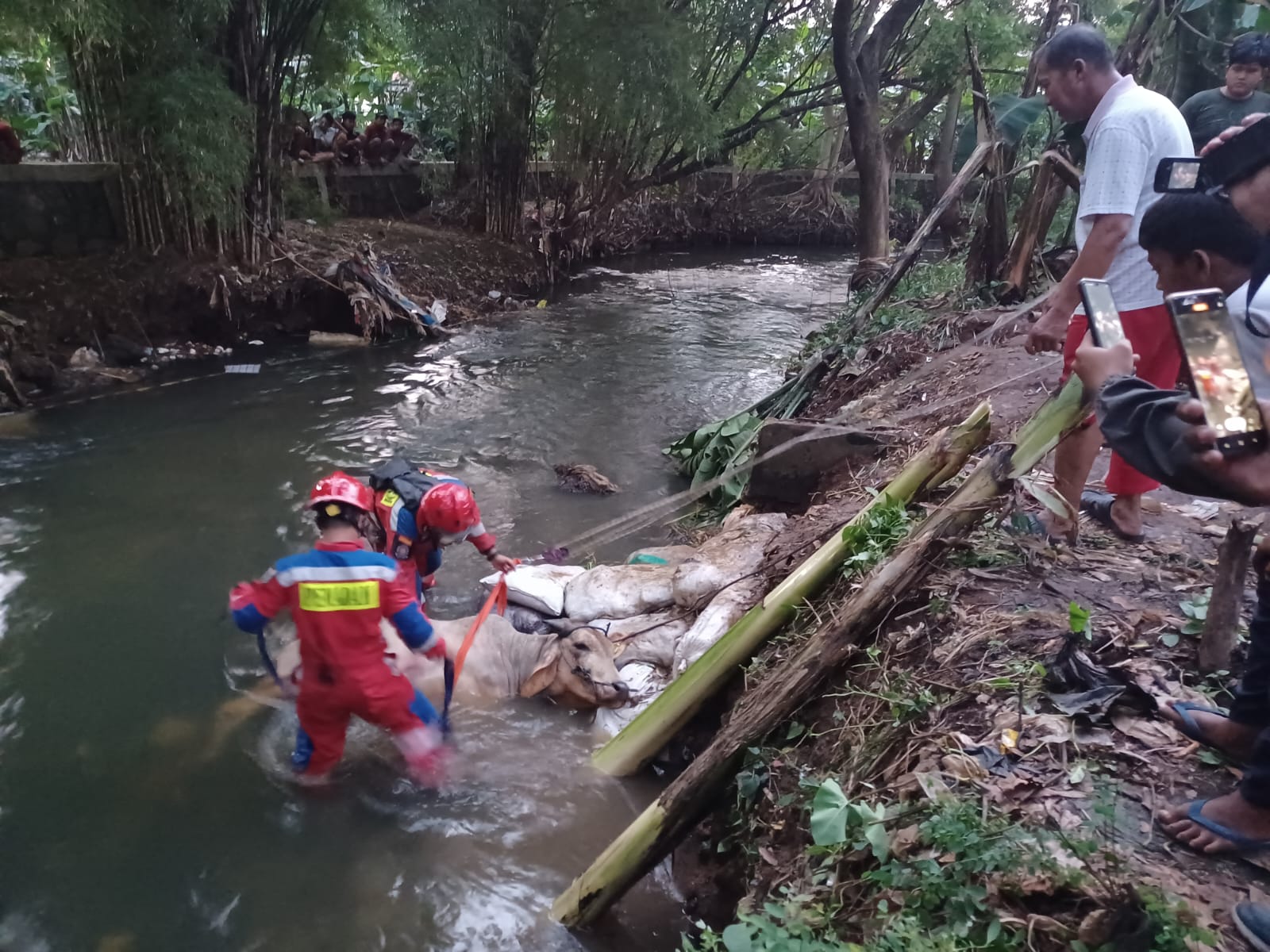 Sejumlah petugas Damkar Sektor Kramat Jati melakukan evakuasi seekor sapi untuk kurban yang tercebur ke Kali Cipinang di Jl. Penggilingan Baru 1, RT 011/04, No. 5, Mutiara Pulo Dukuh, Kelurahan Dukuh, Kecamatan Kramat Jati, Jakarta Timur, Rabu (28/6) sekitar pukul 17.00 WIB. Foto: Joesvicar Iqbal/ipol.id