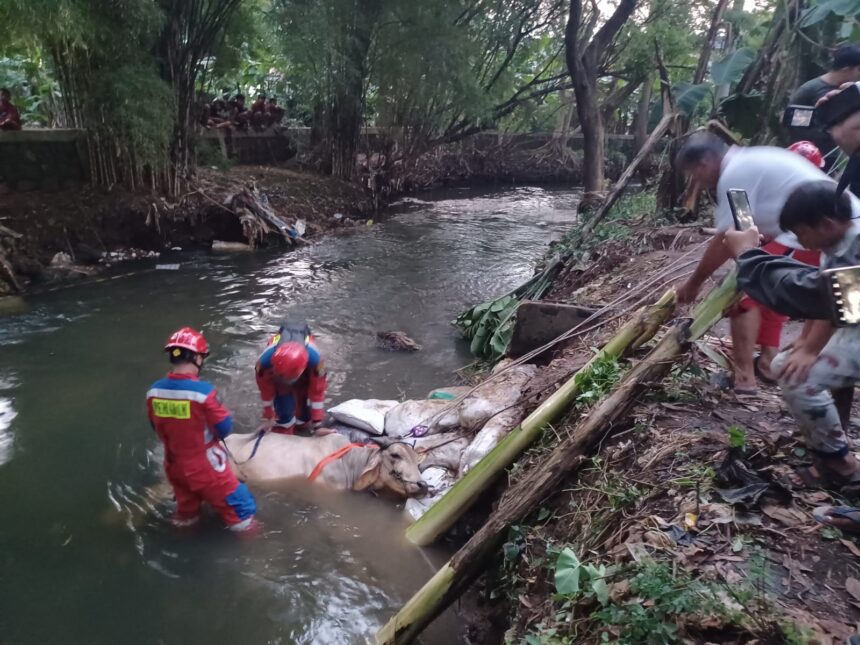 Sejumlah petugas Damkar Sektor Kramat Jati melakukan evakuasi seekor sapi untuk kurban yang tercebur ke Kali Cipinang di Jl. Penggilingan Baru 1, RT 011/04, No. 5, Mutiara Pulo Dukuh, Kelurahan Dukuh, Kecamatan Kramat Jati, Jakarta Timur, Rabu (28/6) sekitar pukul 17.00 WIB. Foto: Joesvicar Iqbal/ipol.id