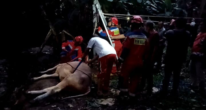 Sapi untuk kurban yang sempat tercebur ke Kali Cipinang di Jl. Penggilingan Baru 1, RT 011/04, No. 5, Mutiara Pulo Dukuh, Kelurahan Dukuh, Kecamatan Kramat Jati, Jakarta Timur, Rabu (28/6) sekitar pukul 18.15 WIB berhasil dievakuasi Damkar Sektor Kramat Jati. Foto: Joesvicar Iqbal/ipol.id