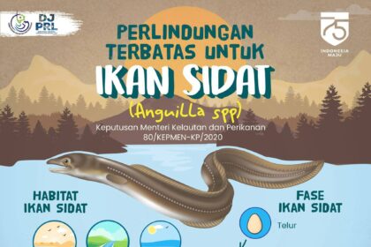 Perkembang biakan ikan sidat.