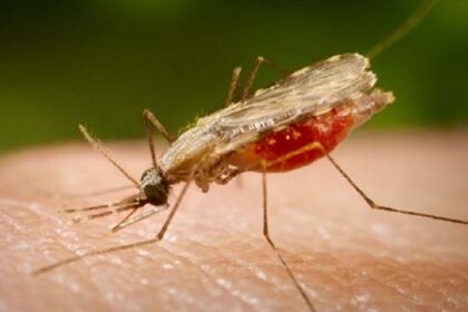 Kabupaten Sorong Selatan, Papua Barat dinyatakan bebas penyakit malaria. Foto: bimcbali