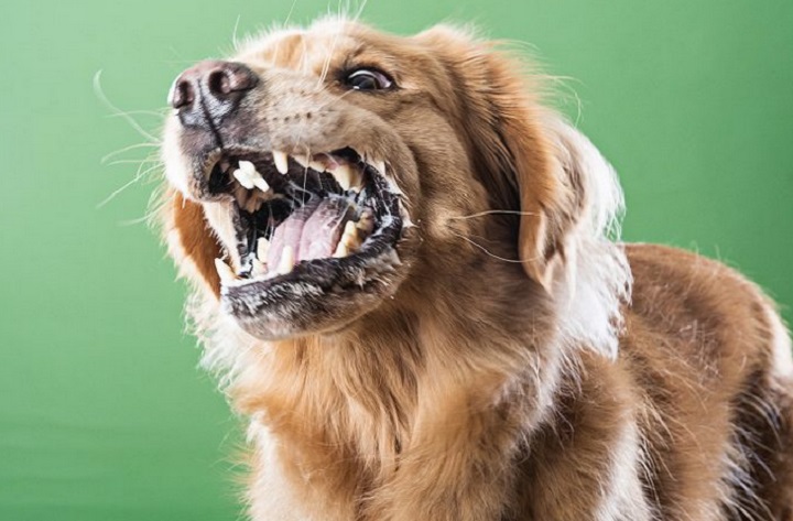 Penyakit rabies di Indonesia umumnya disebabkan oleh gigitan anjing. Foto: nicd.ac.za/adobe stock