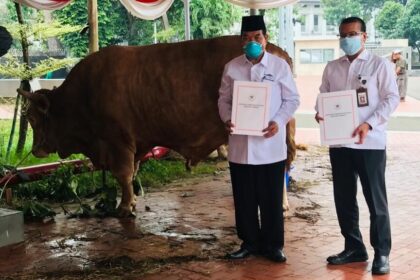 sapi
