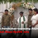 Heboh Pernikahan Sepasang Anjing, Habiskan Biaya Rp200 Juta