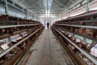 Seorang pekerja sedang mengecek ayam petelur yang sudah tidak produktif untuk bisa dilakukan pemotongan, dikonsumsi dagingnya hingga dijual. Foto: Dok., Joesvicar Iqbal/ipol.id