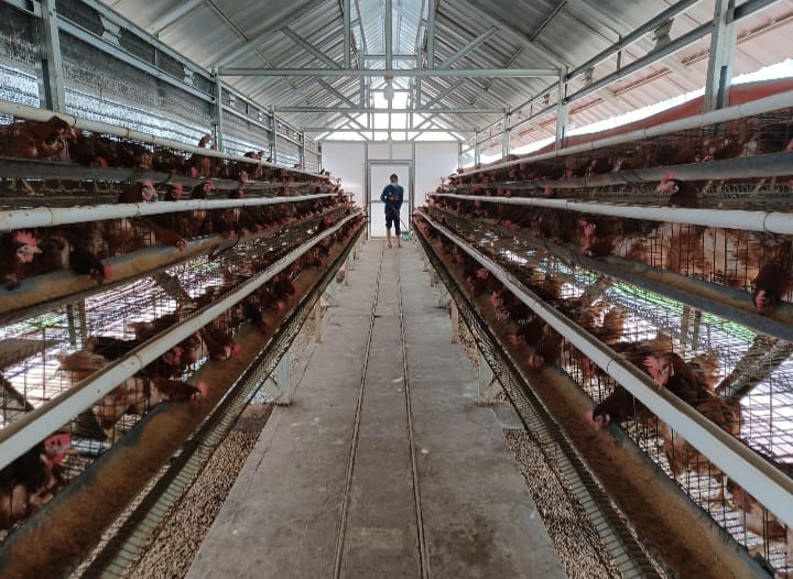 Seorang pekerja sedang mengecek ayam petelur yang sudah tidak produktif untuk bisa dilakukan pemotongan, dikonsumsi dagingnya hingga dijual. Foto: Dok., Joesvicar Iqbal/ipol.id