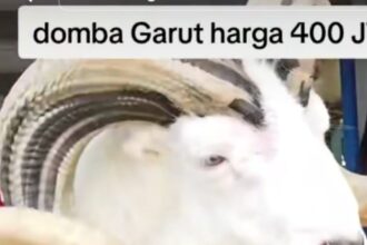 Domba Garut, Foto : Tangkap layar Tiktok @gxid100